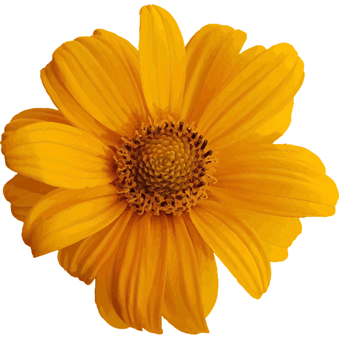 Close Up sunflower